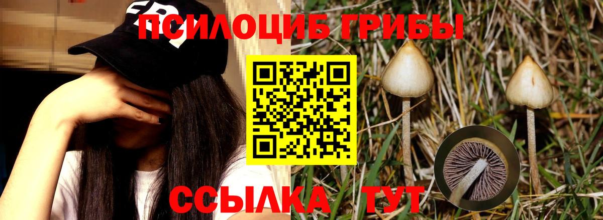 Галлюциногенные грибы Psilocybe  Галлюциногенные грибы прущие грибы  Воткинск 